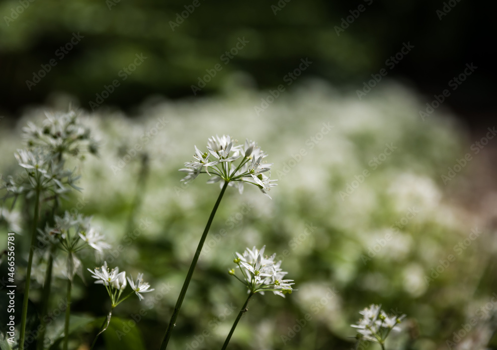 Wild garlic blooming in the woods of a Brussels park, close up Wild garlic blooming in the woods of a Brussels park, close up