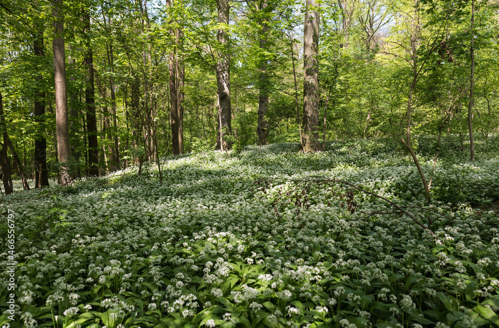 Wild garlic blooming in the woods of a Brussels park Wild garlic blooming in the woods of a Brussels park