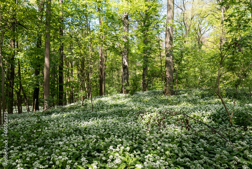 Wild garlic blooming in the woods of a Brussels park photo
