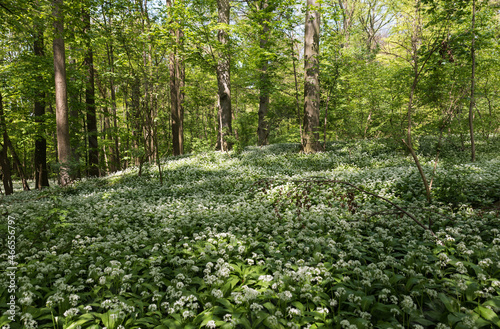 Wild garlic blooming in the woods of a Brussels park