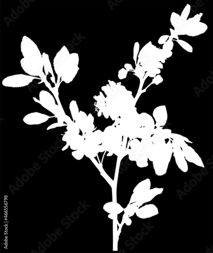 plum tree branch isolated white silhouette