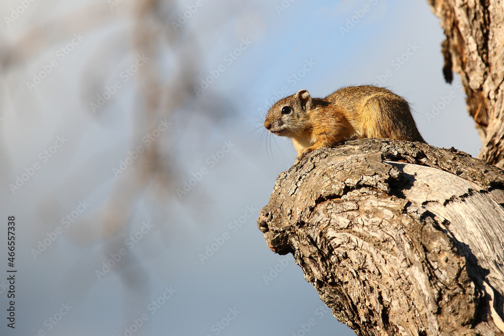 Ockerfußbuschhörnchen / Tree squirrel / Paraxerus Cepapi Ockerfußbuschhörnchen / Tree squirrel / Paraxerus Cepapi