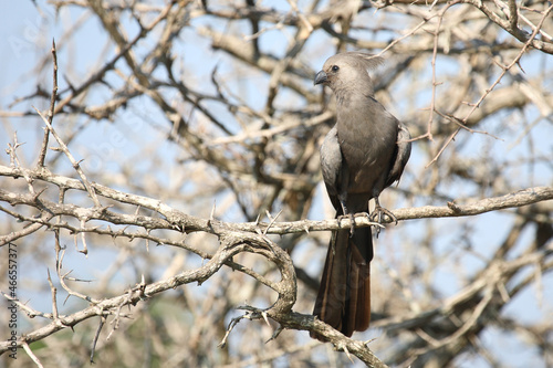 Graulärmvogel / Grey lourie or Grey go-away-bird / Corythaixoides concolor