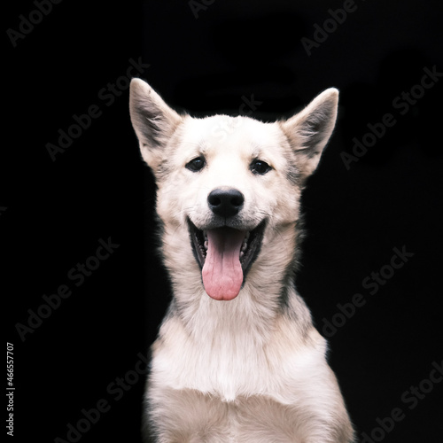 white dog portrait © charles_ariza