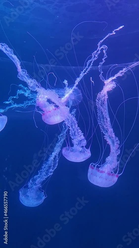 un groupe de méduses roses géantes nagent avec leurs grandes nageoires en dentelles dans un aquarium géant vertical