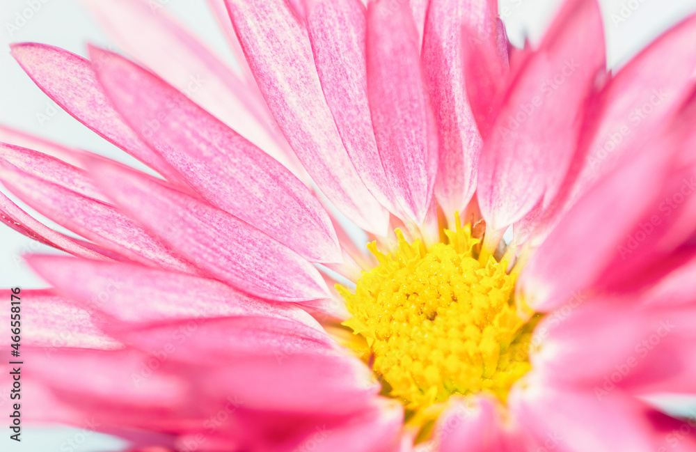 Big pink chrysanthemum, closeup floral natural background Big pink chrysanthemum, closeup floral natural background