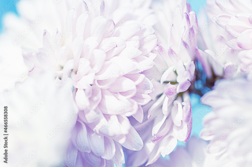 Bush of gentle  chrysanthemums, selective focus. Autumn background
