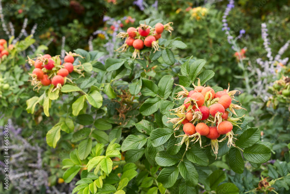 Rosa rugosa fresh hips Rosa rugosa fresh hips