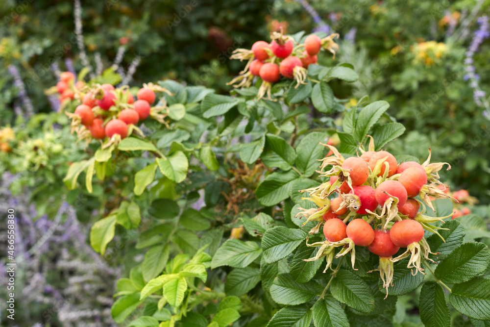 Obraz premium Rosa rugosa fresh hips
