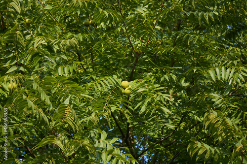 Juglans nigra  photo