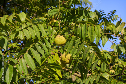 Juglans nigra  photo