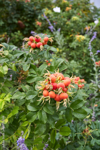 Rosa rugosa fresh hips photo