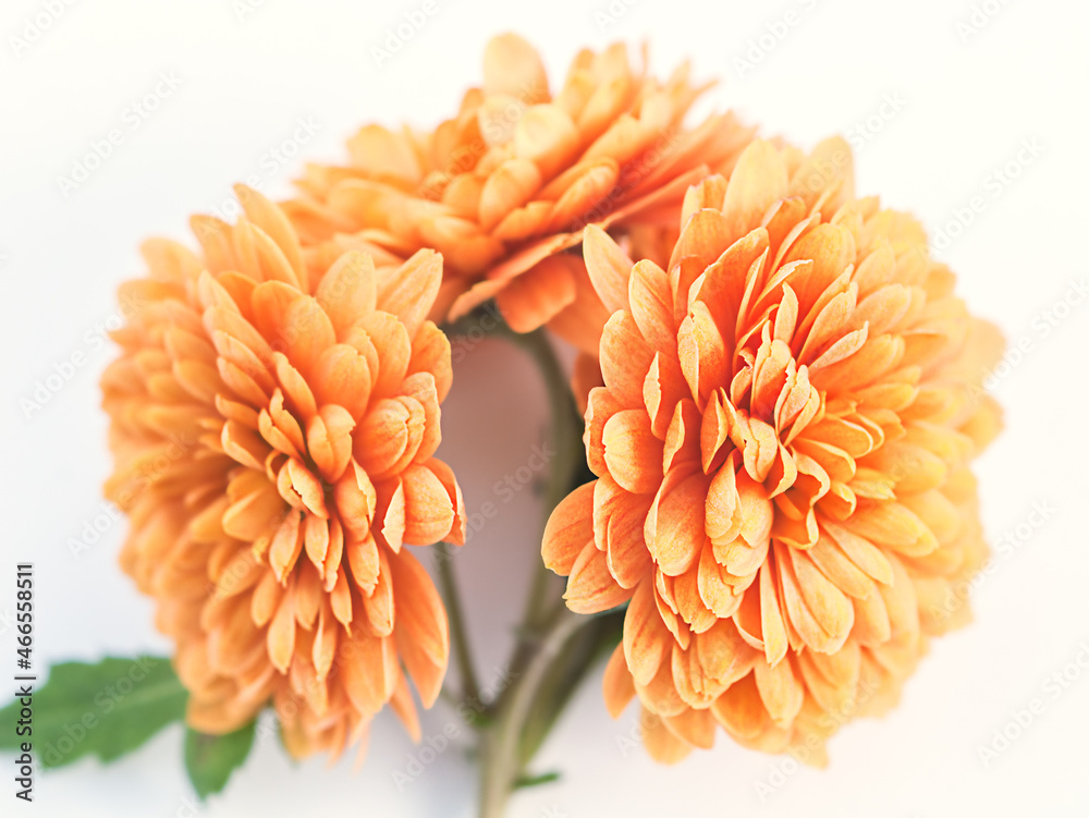 Three orange chrysanthemum on a light background Three orange chrysanthemum on a light background