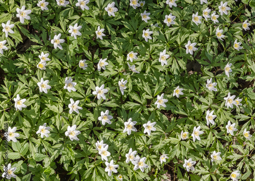 background small anemone white flowers in green leaves
