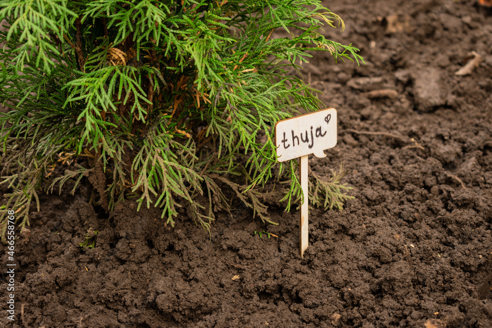 planting green thuja in soil, selective focus
planting green thuja in soil, selective focus