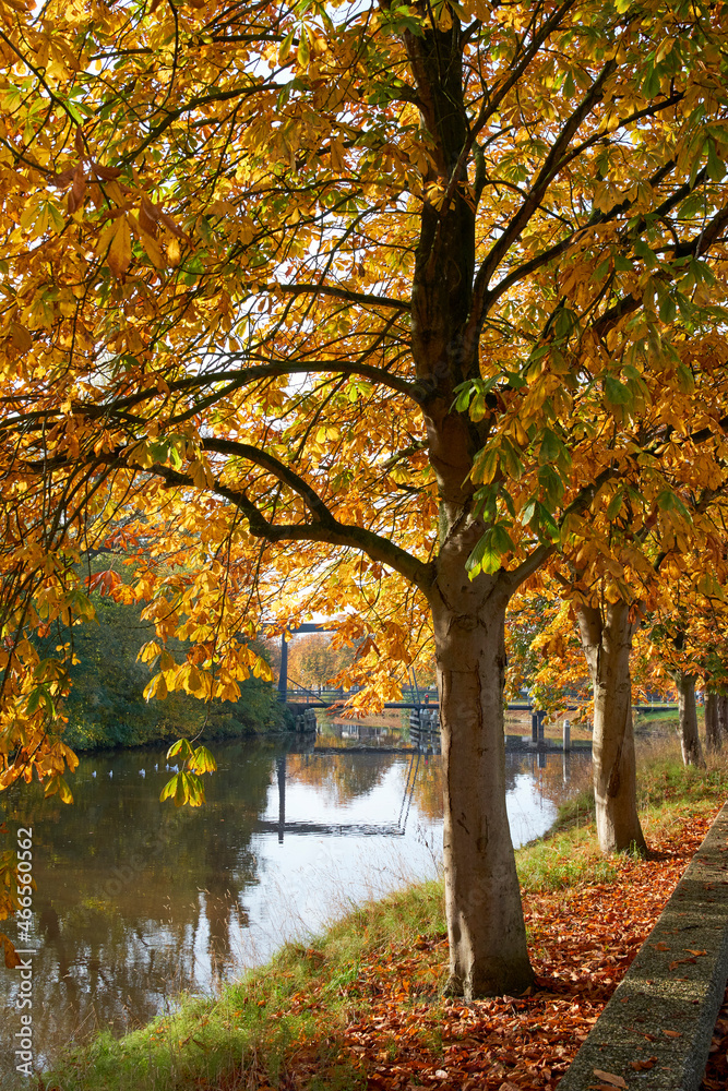 In the foreground  chestnut trees in autumn colours.
Through the foliage a view on a drawbridge in Coevorden. The trees are standing beside a canal.