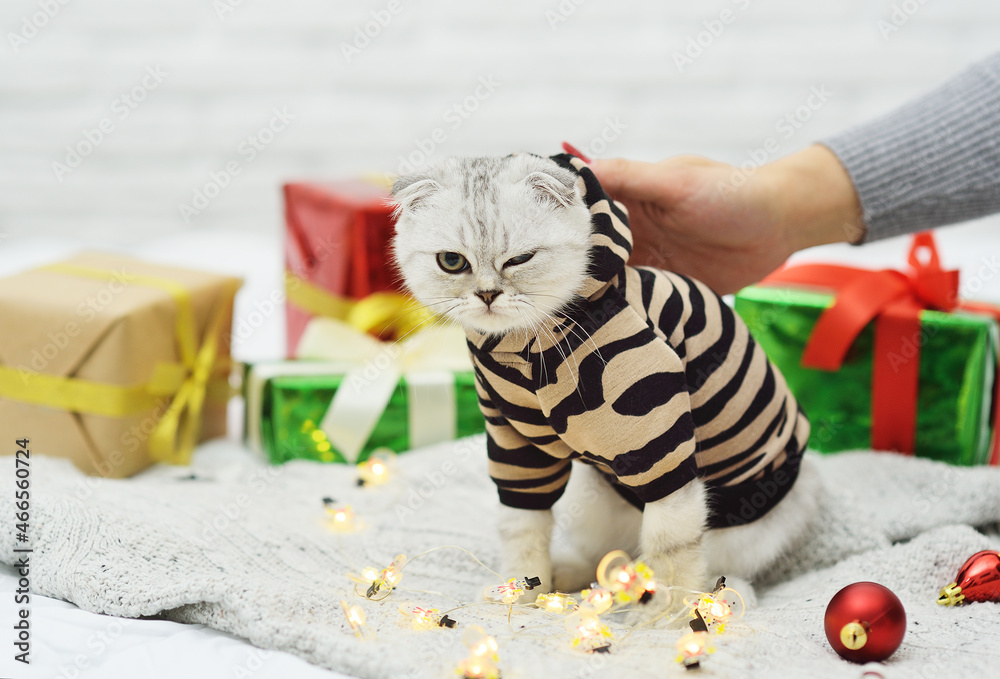 a Scottish fold-eared kitten in a tiger costume sits against the background of Christmas gifts with a disgruntled angry muzzle. Hand stroking the cat