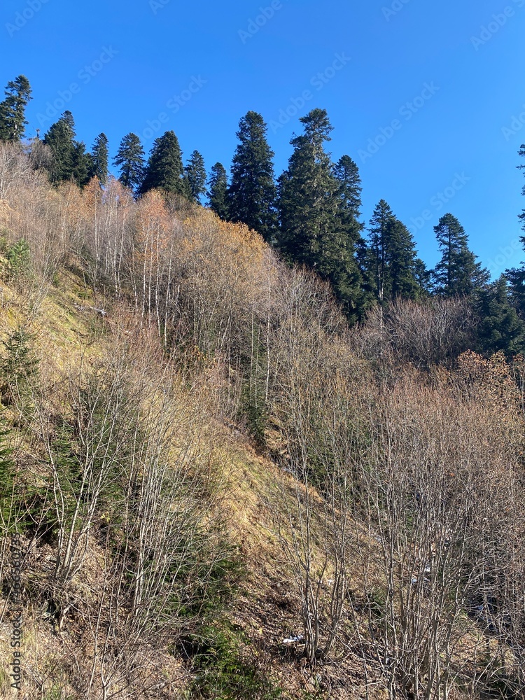 Forest thicket Forest thicket