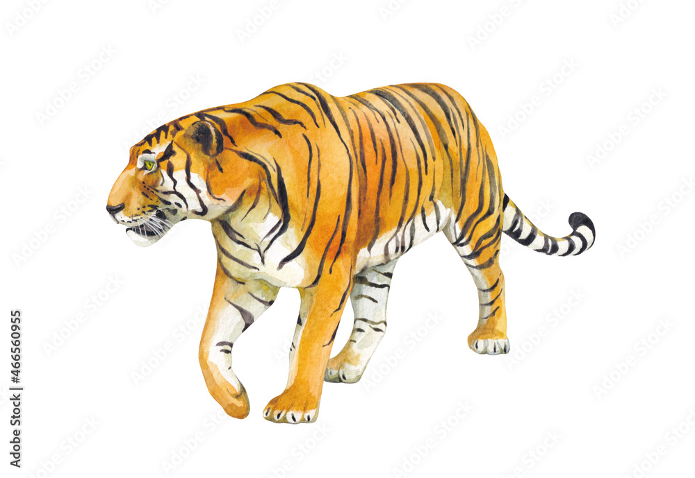 Obraz premium Watercolor walking wild tiger on white background