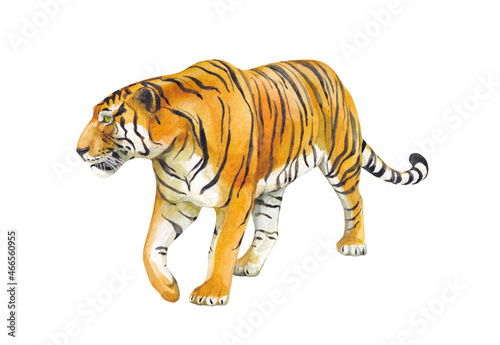 Watercolor walking wild tiger on white background
