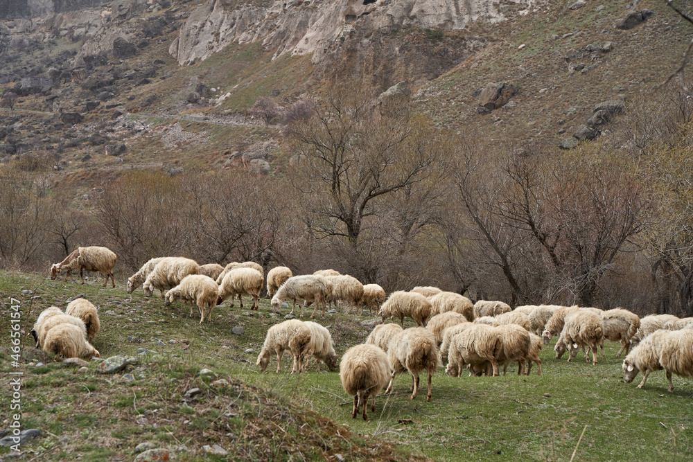 Fototapeta premium A flock of sheep grazes in a meadow in the mountains