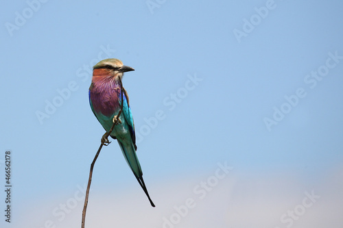 Gabelracke / Lilacbreasted roller / Coracias caudata photo