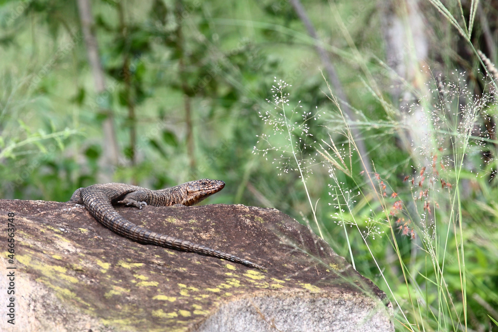 Felsen-Schildechse / Giant plated lizard / Gerrhosaurus validus Felsen-Schildechse / Giant plated lizard / Gerrhosaurus validus