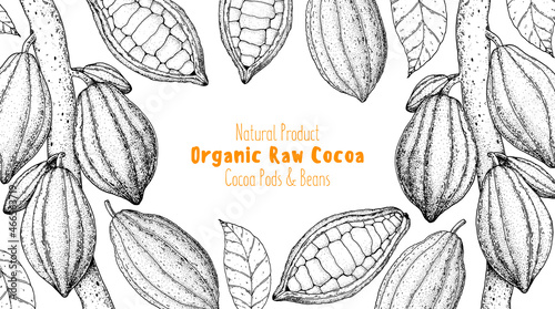 Cocoa pod, cocoa tree. Vector illustration. Super food frame. Chocolate cooking and cacao for chocolate, sketch illustration. Healthy food, design elements. Hand drawn, package design.
