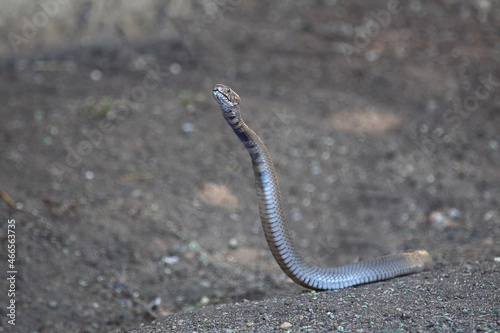 Mosambik-Speikobra / Mozambique spitting cobra / Naja mossambica