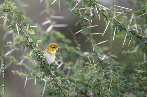 Scharlachweber / Red-headed weaver / Anaplectes rubriceps photo