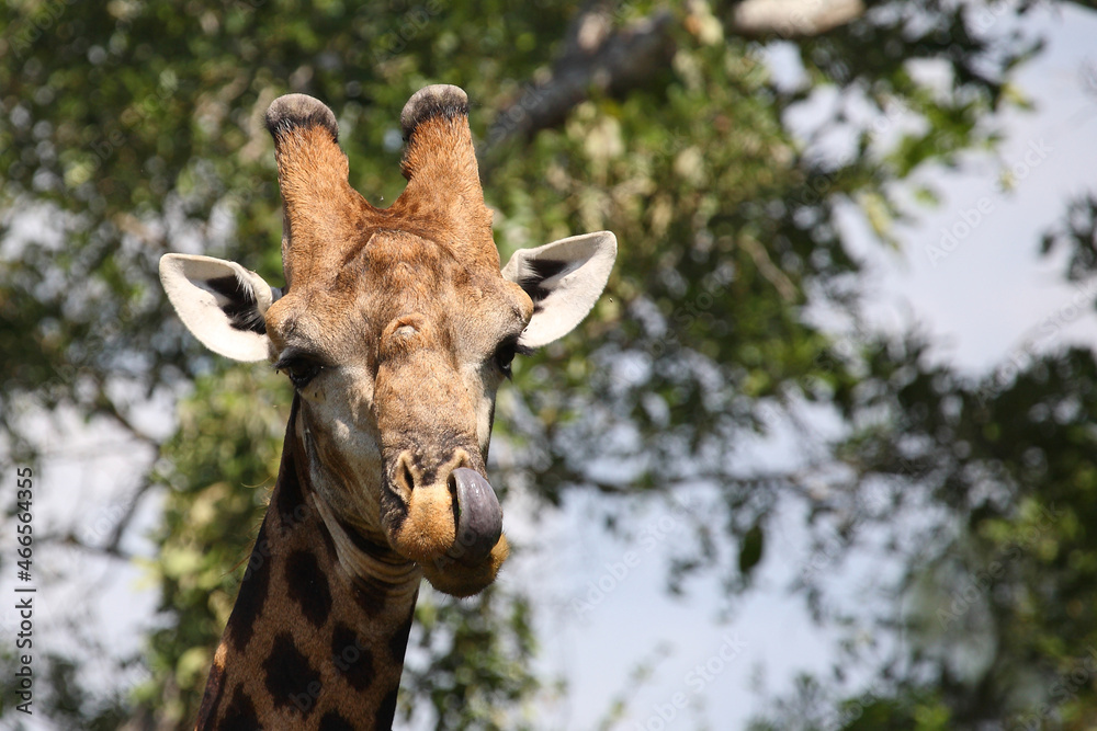 Giraffe / Giraffe / Giraffa camelopardalis