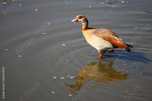 Nilgans / Egyptian goose / Alopochen aegyptiacus..