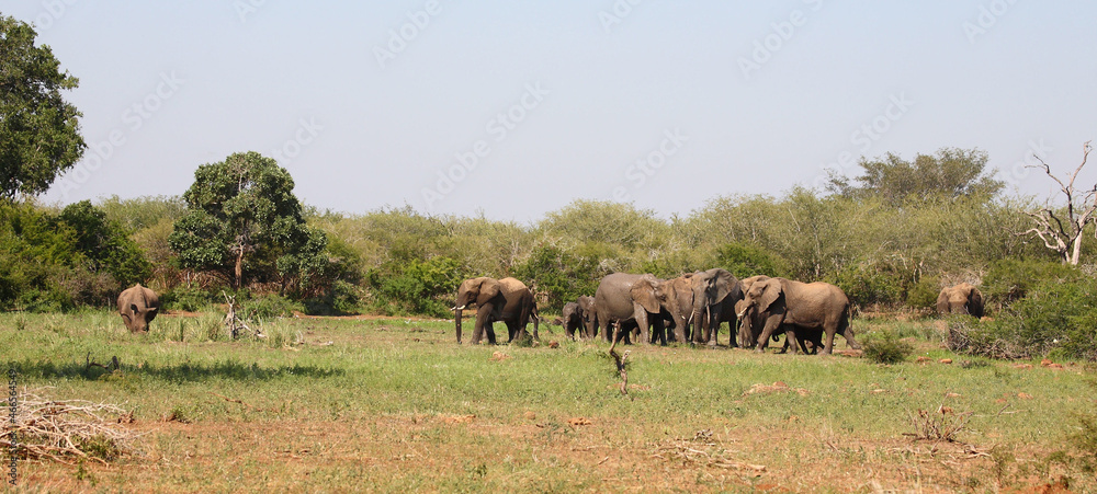 Afrikanischer Elefant und Breitmaulnashorn / African elephant and Square-lipped rhinoceros / Loxodonta africana et Ceratotherium simum Afrikanischer Elefant und Breitmaulnashorn / African elephant and Square-lipped rhinoceros / Loxodonta africana et Ceratotherium simum