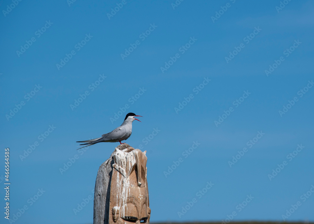 Arctic Tern sitting on totem pole in Grimsey Island Iceland Arctic Tern sitting on totem pole in Grimsey Island Iceland