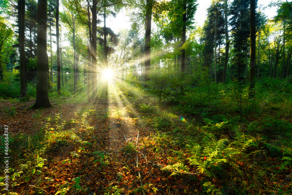 Fototapeta premium Beautiful sunny morning in the green forest