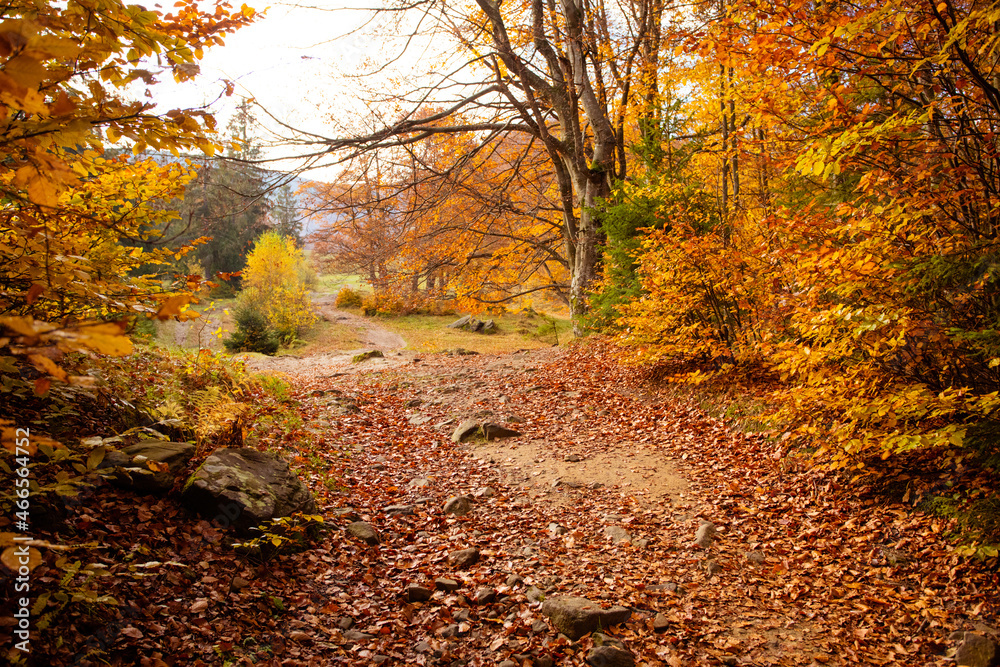 The countryside landscape of autumn forest in the mountains The countryside landscape of autumn forest in the mountains