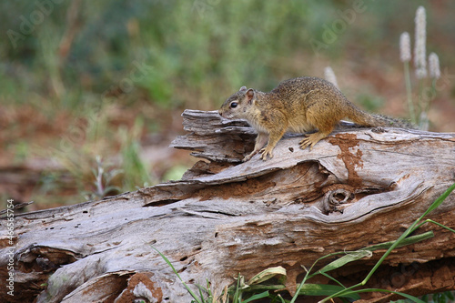 Ockerfußbuschhörnchen / Tree squirrel / Paraxerus cepapi photo