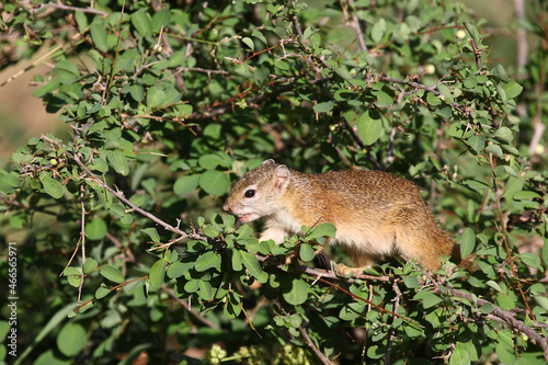 Ockerfußbuschhörnchen / Tree squirrel / Paraxerus cepapi photo