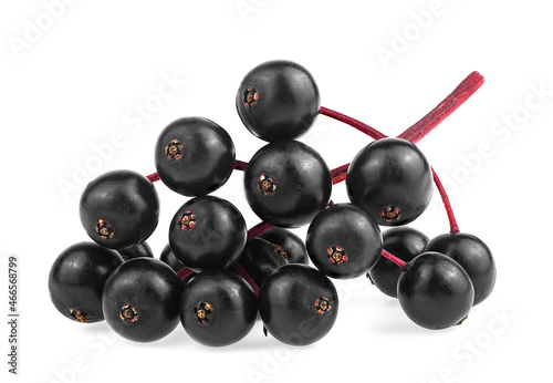 Red twig of European black elderberry fruit isolated on a white background, front view. Sambucus. Dwarf elder.