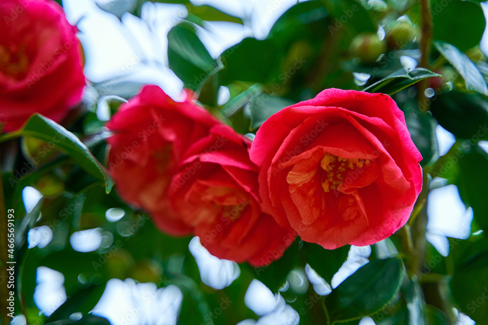 Blooming camellia flowers in the city park Blooming camellia flowers in the city park