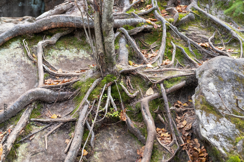 The tree roots are beautifully intertwined, covered with moss and greenery in the forest.