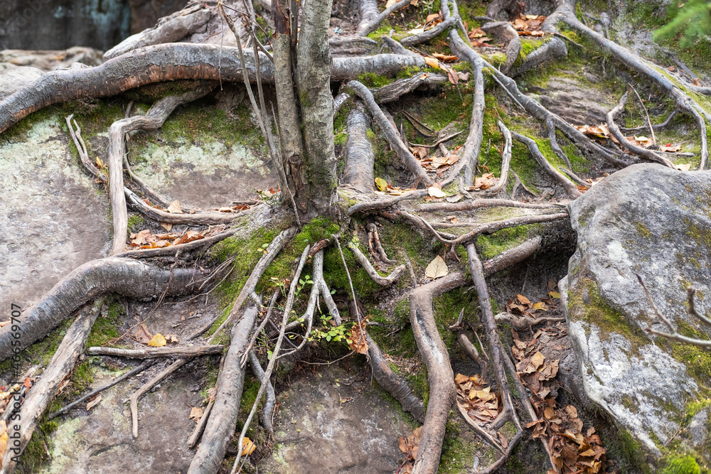 The tree roots are beautifully intertwined, covered with moss and greenery in the forest. The tree roots are beautifully intertwined, covered with moss and greenery in the forest.