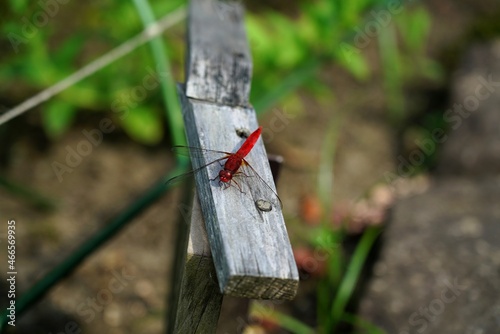 Red Dragonfly