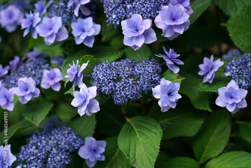 Lilac Hydrangeas