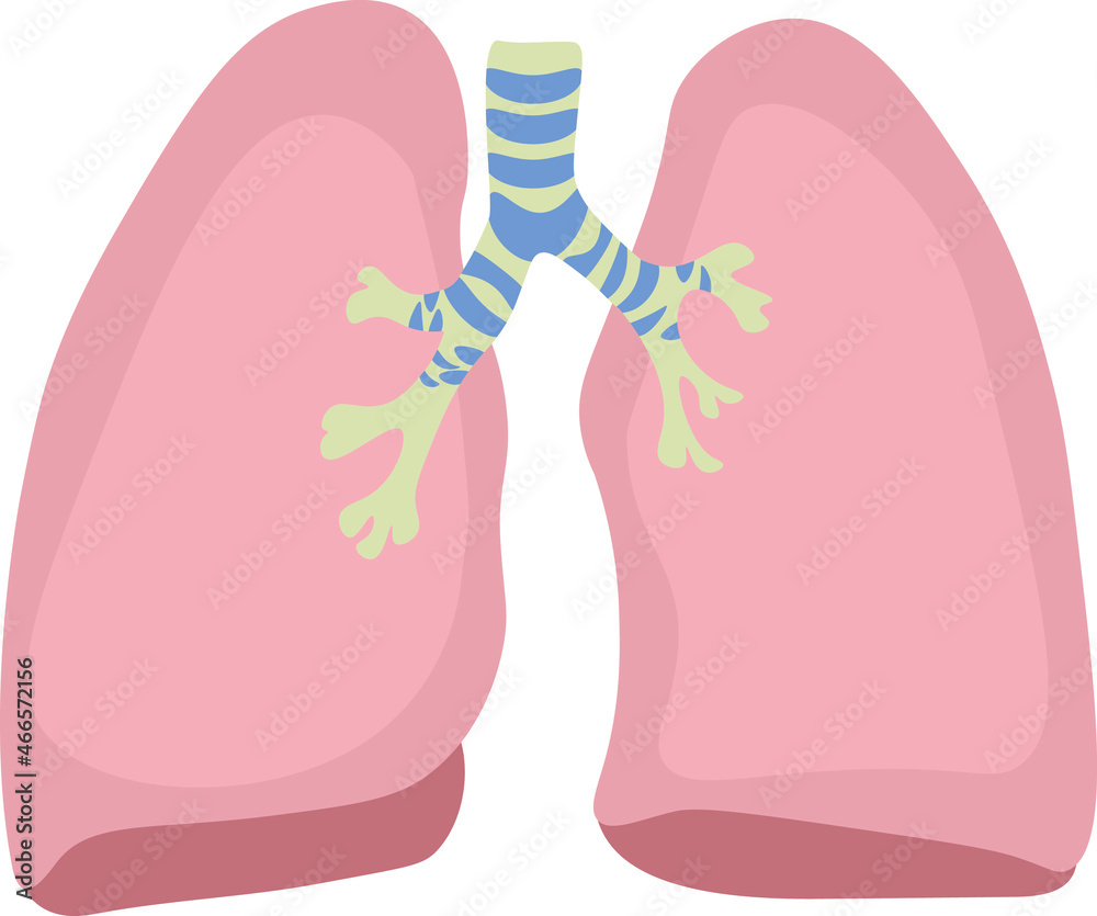 Medical illustration of healthy lungs. Suitable for orientation posters ...