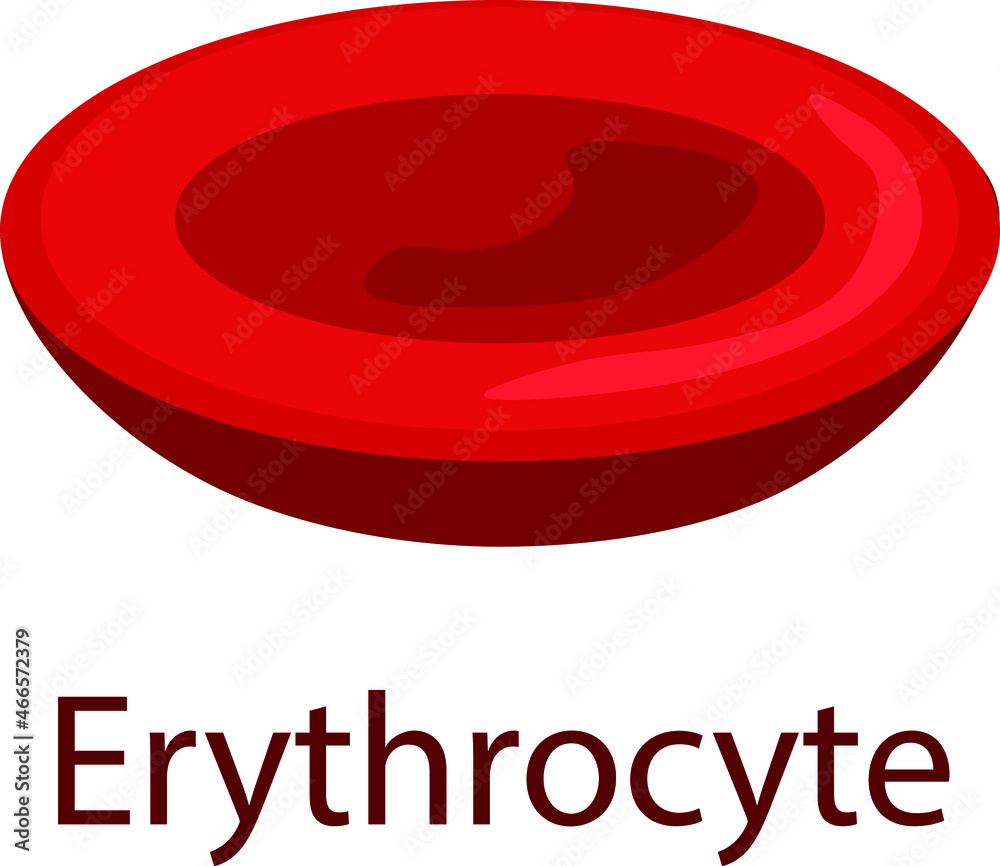 Red blood cell medical illustration. Blood cells. Stock Vector Adobe Stock