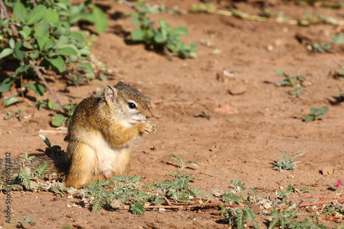 Ockerfußbuschhörnchen / Tree squirrel / Paraxerus Cepapi photo