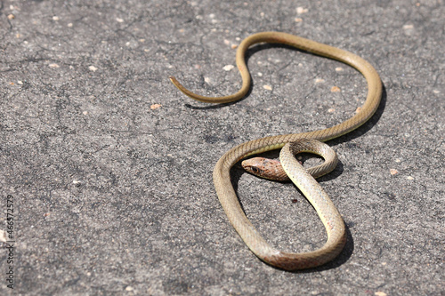 Olive Peitschenschlange / Olive grass snake or Olive whipe snake / Psammophis mossambicus