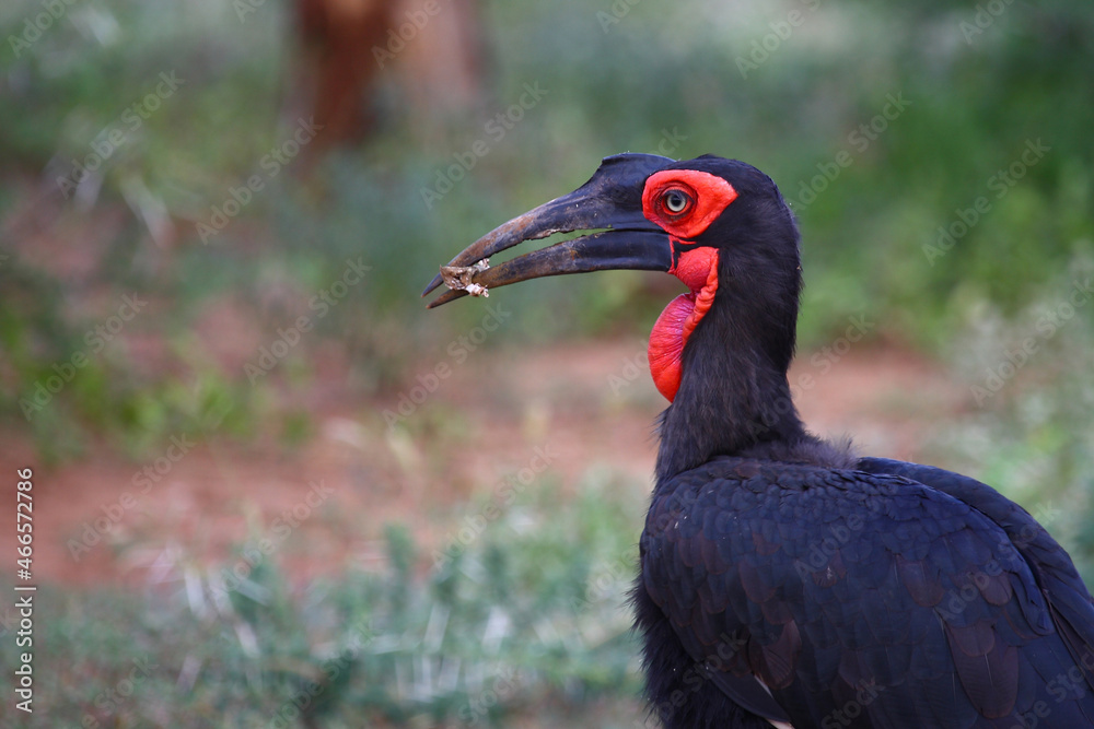Kaffernhornrabe / Southern ground hornbill / Bucorvus leadbeateri Kaffernhornrabe / Southern ground hornbill / Bucorvus leadbeateri