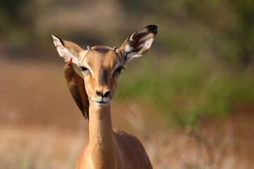 Wandcirkels Antilope Impala met roodsnavelossenpikker op rug  © Ludwig